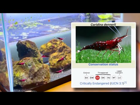 How To Breed Sulawesi Cardinal Shrimp In this video I give a quick update on how my critically endangered Cardinal Sulawesi Shrimp tank is