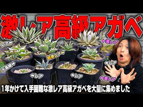 【入手困難】1年かけて激レア高級アガベを大量に買い集めたら大変なことになった