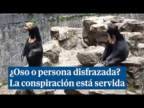 ¿Es un oso o una persona disfrazada? La conspiración viral desde un zoo de China