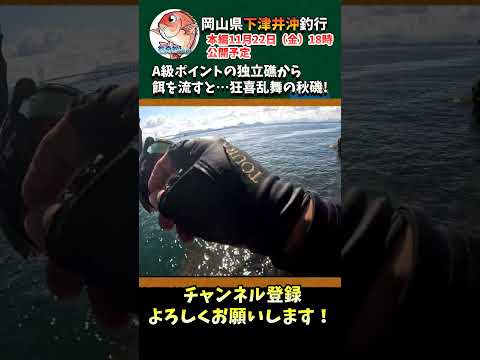 A級ポイントの独立礁から餌を流すと…良型マダイ・チヌが掛かって狂喜乱舞の秋磯!#shorts