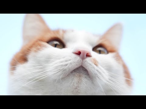 猫の動画サムネイル - ちろおかお　250515