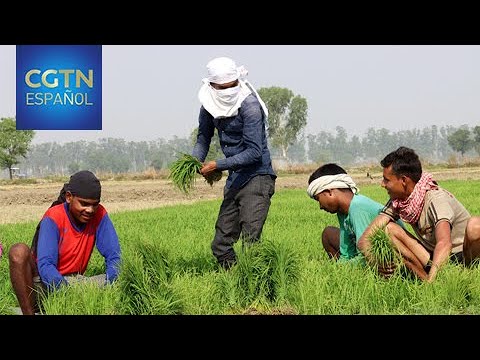 Protestas en India: Los agricultores afirman que las nuevas leyes no les beneficiarán