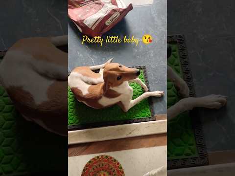 pretty little baby 🍼#doglover#doglove #puppy#indie