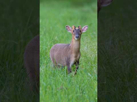 Muntjac Stand Off.. 🤠 #muntjac #deer #deermanagement
