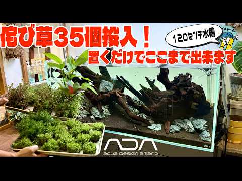 【アクアリウム】ADA侘び草35個でレイアウト!置くだけでここまで作れます(120センチキューブガーデンをレイアウトしてみた)