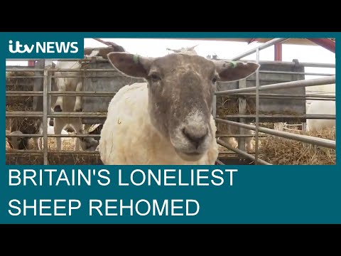 'Britain's loneliest sheep' rescued after being stranded on cliff for two years | ITV News
