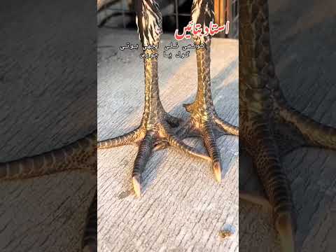 #aseelmurga #assel #chickenbreeds #birds #roosterfarm #chickenbreeds #cheenaaseel