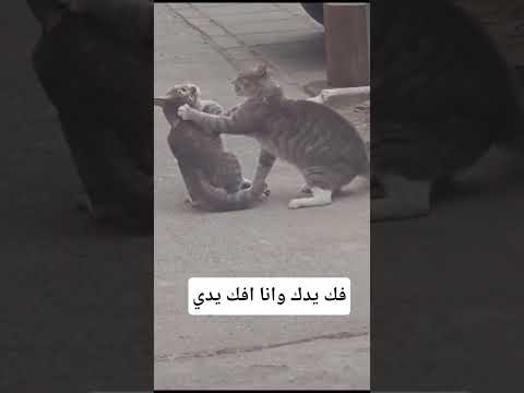 فك وانا افك #اكسبلور