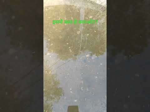 कंचन भाई ने बचाई मछली के प्राण 💐#trending #sorts #youtubeshorts