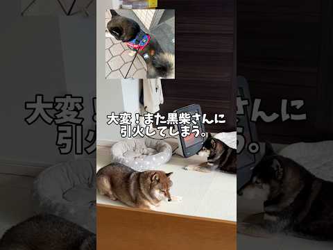 冬の火災に気をつけよう！犬の引火事故を防ぐ安全対策 サムネイル