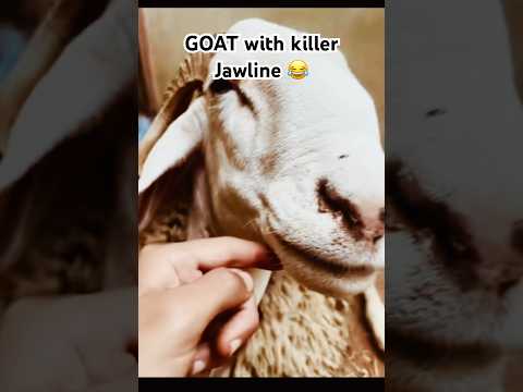 Dekho iski jawline ka attitude!🔥 #BakraSwag#JawlineFlex#TrollFaceVibes#MemeMaterial #PetComedy