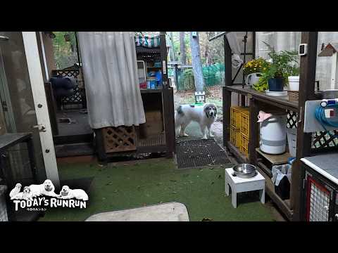 やっぱり親子!散歩行かないふりをし始めたベルです Great Pyrenees グレートピレニーズ