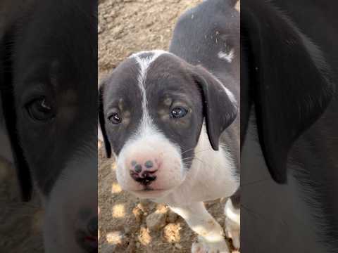 Why My puppy is Crying #puppy #dog #animals