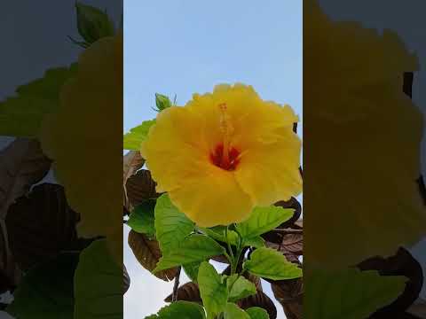 evening view #shorts @nirmal videos