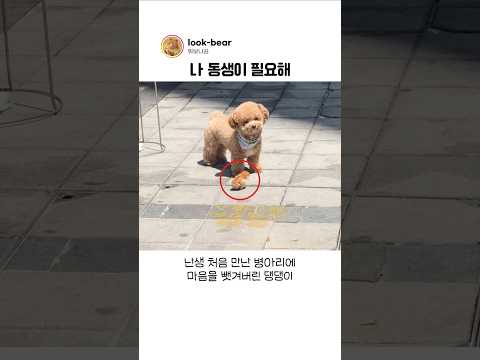 난생 처음 병아리를 <strong>만난</strong> 댕댕이의 반응