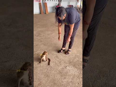 bandar mama #shortsfeed