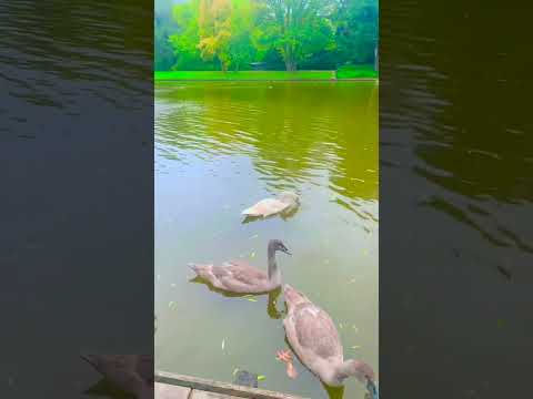 الشيخ سعد الغامدي#القرآن_الكريم #صلوا_على_النبي #الله