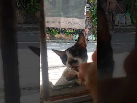 Cat super like pork #shorts #shortsfeed #cat #cute #animals #pets #catvideos #youtubevideos #viral