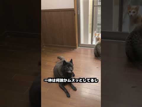 猫２匹で台風見上げてかわいいなと思ったら・・・