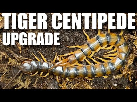 Giving our Tiger Centipede (Scolopendra polymorpha Our Tiger Centipede (Scolopendra polymorpha) needs a better enclosure. A more spacious enclosure. On