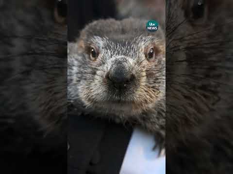 PETA wants to give Punxsutawney Phil a break this Groundhog Day #itvnews #groundhogday