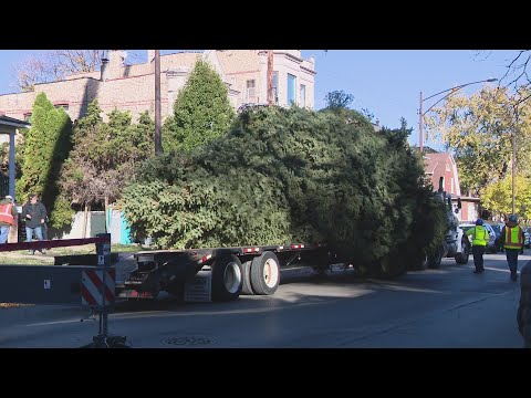 Chicago’s 111th Christmas tree coming from family in Logan Square