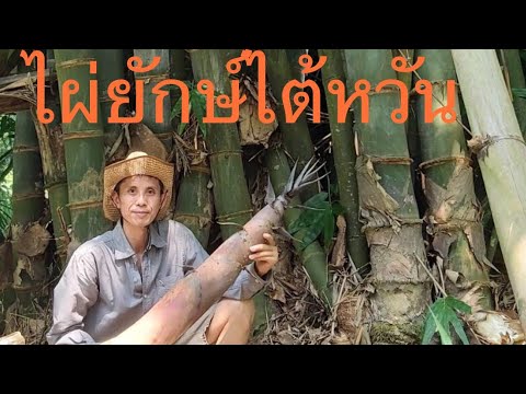 เจอแล้วครับไผ่ยักษ์ในไต้หวันหน เจอแล้วครับไผ่ยักษ์ในไต้หวันหน