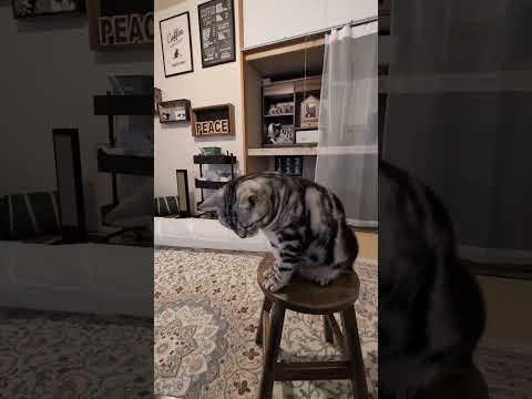 猫の動画サムネイル - アメショーのラッテ#アメリカンショートヘア #アメショー #cat #アメショ#猫#猫との暮らし #猫と暮らす家