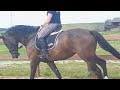 Dressage horse Prok sportmerrie 4 jaar v Ferdinand