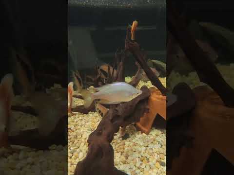 Pond in my basement Here's a little update on the 300-gallon pond in my basement. I decided to shake up the Uaru pair so
