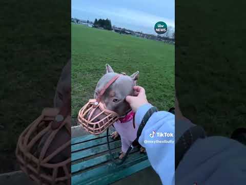 New XL bully rules come into force in England and Wales  #itvnews #news #xlbully #dog