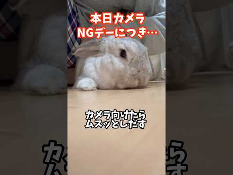 うさぎさん、本日カメラNGにつき… #うさぎ #うさぎのいる生活 #うさぎのいる暮らし