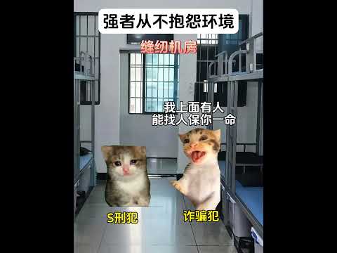 猫の動画サムネイル - 强者从来不会抱怨环境 这就叫专业#有趣 #猫meme #猫meme剧场 #猫meme小剧场 #内容过于真实  #故事 #貓 #猫猫meme小剧场 #喵不可言