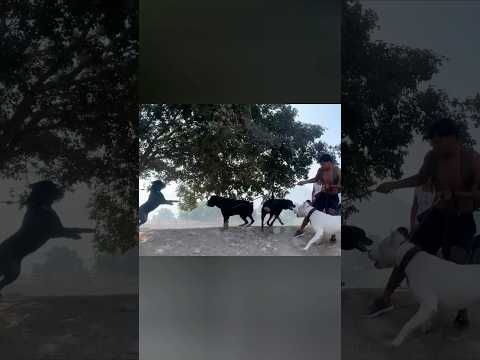 Defendiendo al hermano menor 🐶 #rottweiler #dogoargentino