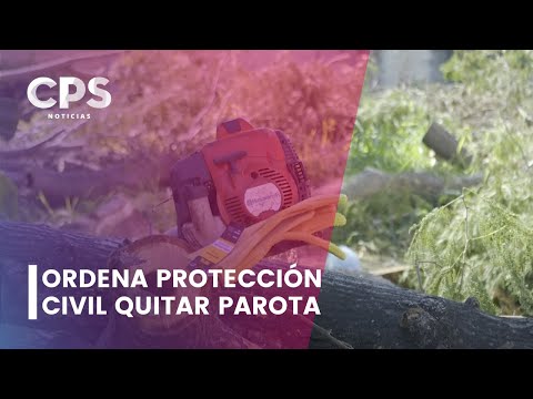 Parota centenaria en Versalles