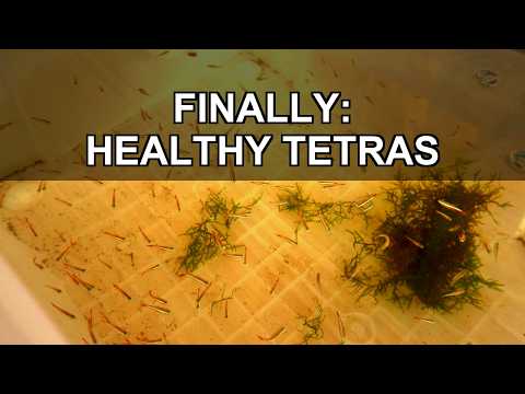 I Seem to Have Finally Fixed My Tetras' Recurring Disease Issue