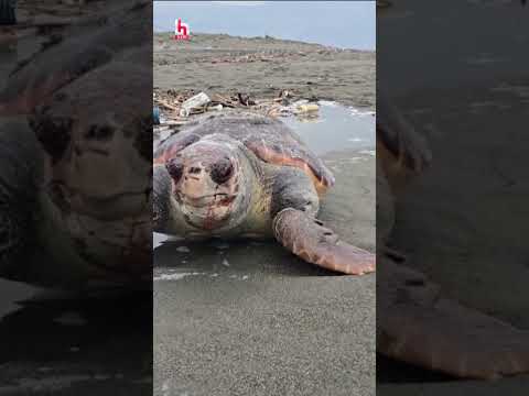Nesli tehlike altındaki yeşil deniz kaplumbağası sahilde ölü bulundu