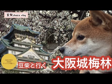 【豆柴散歩】大阪城梅園