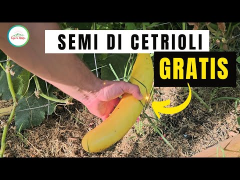 Cetrioli - Come Conservare i Semi