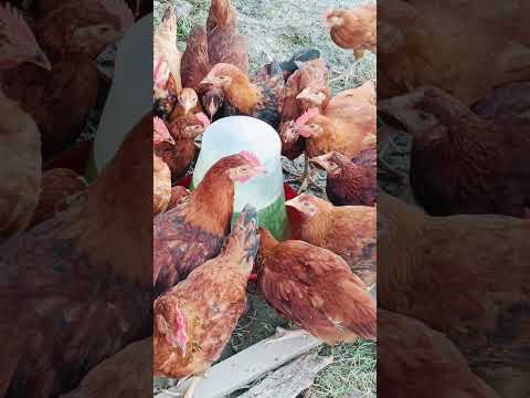 পেঁপে পাতার রস দিয়ে মুরগির জলখাবার🌿#shorts#shortvideo #shortsfeed #chickenfarming #deshimurgi