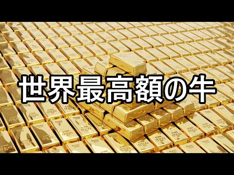 一頭６億円超え！世界一高い牛【後半告知アリ♪】