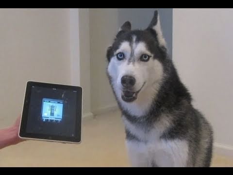 Husky Dog Sings with iPAD - Better than Bieber! (now on iTunes!)