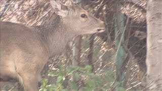 動画サムネイル