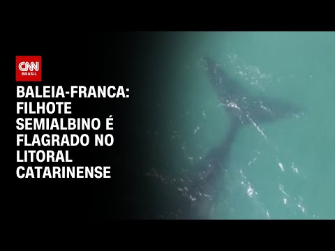 Baleia-Franca: Filhote semialbino é flagrado no litoral catarinense | CNN PRIME TIME