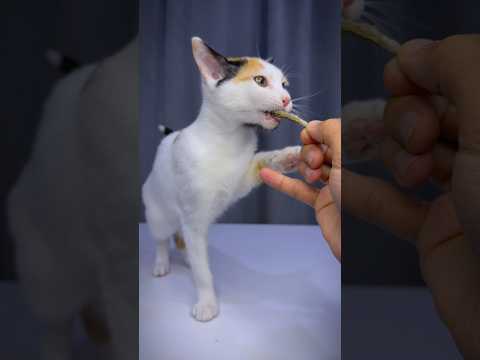 خوخه الصغيره 😍 نفس امها لاكن حذره اكثر 🐱