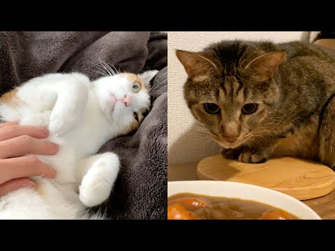 虎視眈々とカレーを狙う猫と返事をしてくれる甘えん坊猫