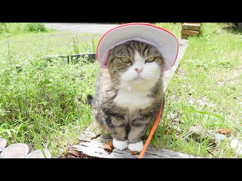 今年も赤白帽子がお似合いなねこ。-That red cap suits Maru very well this year too.-