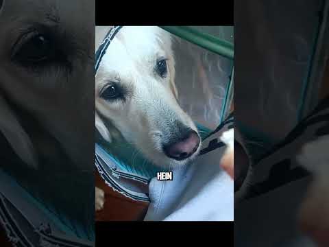 doucement #vlog #goldenretriever #chien #labrador #mignon #drole #gentil #doux #récompense