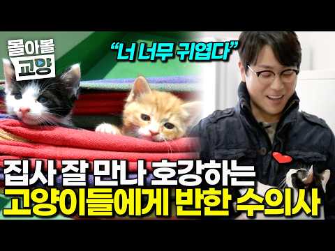 고양이를 위해 3층 주택을 통째로 지었다?! 호강하는 냥이들과 반해버린 수의사｜고양이를 부탁해｜알고e즘