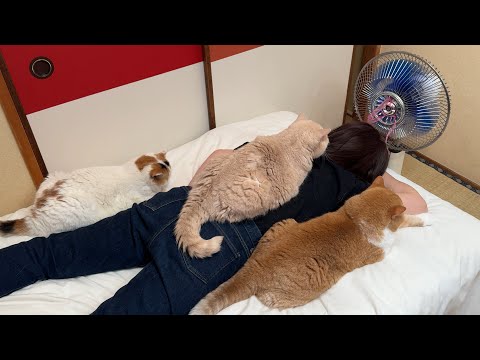 連日の猛暑、夏バテした母と一緒に扇風機にあたる猫たちがこちらです